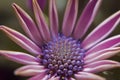 Senetti Macro