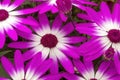 senetti magenta bicolor flowers in bloom Royalty Free Stock Photo