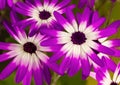 Senetti Trio of pink and purple flowers