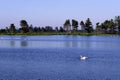 Seney Scenic with  Swans   61195 Royalty Free Stock Photo