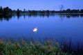Seney Scenic with Trumpeter Swans   62825 Royalty Free Stock Photo