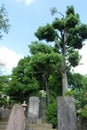 Sengaku-Ji Temple Royalty Free Stock Photo