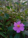 Senggani Melastoma candidum a wild plant with beautiful flowers and health benefits