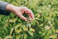 Senior adult  picking vegetable from backyard garden Royalty Free Stock Photo