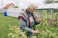 Senior adult couple picking vegetable from backyard garden Royalty Free Stock Photo