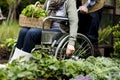 Senior adult couple picking vegetable from backyard garden Royalty Free Stock Photo