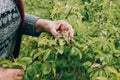 Senior adult  picking vegetable from backyard garden Royalty Free Stock Photo