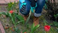 Senior adult woman in gloves is planting seedling tulpin flowers in soil in the backyard garden. Closeup on gardener`s hands Royalty Free Stock Photo