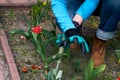 Senior adult woman in gloves is planting seedling tulpin flowers in soil in the backyard garden. Closeup on gardener`s hands Royalty Free Stock Photo