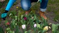 Senior adult woman in gloves is planting seedling tulpin flowers in soil in the backyard garden. Closeup on gardener`s hands Royalty Free Stock Photo