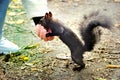 Senior adults feeding a little funny squirrel  in the park in spring. Wild animals, lend a hand theme.  Close up Royalty Free Stock Photo