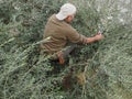 Senior Adults Harvesting an Olives in a Olive Grove