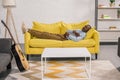 senior african american man sleeping on yellow couch Royalty Free Stock Photo