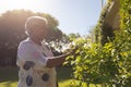 Senior african american woman touching plants in sunny garden