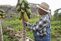 Senior african farmer woman working at garden while picking up papaya fruit - Focus on woman arm Royalty Free Stock Photo