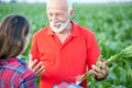 Senior agronomist talking to his young female colleague in a corn field