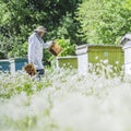 Senior apiarist in apiary making inspection