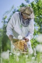 Senior apiarist in apiary making inspection