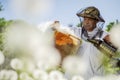 Senior apiarist in apiary making inspection