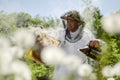 Senior apiarist in apiary making inspection