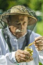Senior apiarist checking bee pollen in apiary