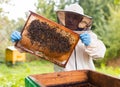 Senior apiarist holding hive frame