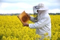 Senior apiarist working in the blooming rapeseed field