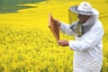 Senior apiarist working in the blooming rapeseed field