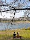 Senior Asian couple resting together under the sakura tree in Japan