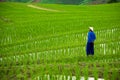 Senior Asian farmer in blue color dress standing in rice field with green rice sprouts in step of tribe