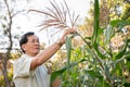 Senior Asian farmer or corn farm owner inspecting the corn crops in his corn field Royalty Free Stock Photo