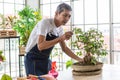 A senior Asian man gardener using planting scissor cutting the branches of a small tree in indoor garden Royalty Free Stock Photo