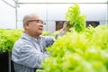Senior Asian man harvest vegetables hydroponic. Hydroponics greenhouse farm organic fresh harvested vegetables concept.