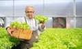 Senior Asian man harvest vegetables hydroponic. Hydroponics greenhouse farm