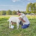 A senior asian man milks a white goat on a meadow in a Siberian village, Russia