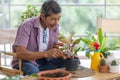 A senior Asian man working in a planting hobby room with happiness and concentrait. Idea for green lover who plants tree and Royalty Free Stock Photo