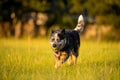 Senior Australian Cattle Dog or Blue Queensland Heeler Royalty Free Stock Photo