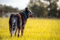 Senior Australian Cattle Dog or Blue Queensland Heeler Royalty Free Stock Photo