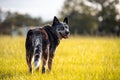 Senior Australian Cattle Dog or Blue Queensland Heeler Royalty Free Stock Photo