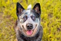 Senior Australian Cattle Dog or Blue Queensland Heeler Royalty Free Stock Photo