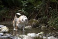 Senior beagle and buzzard mix dog bathing in the river shaking off the water. water, rocks and vegetation environment