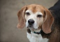 Senior beagle dog head shot with sleepy eyes looking up