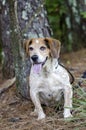 Senior Beagle Dog Royalty Free Stock Photo