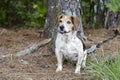 Senior Beagle Dog Royalty Free Stock Photo