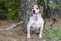 Senior Beagle Dog panting tongue