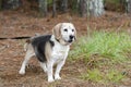 Senior Beagle Dog pet adoption photograph