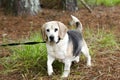 Senior Beagle Dog pet adoption photograph Royalty Free Stock Photo