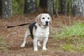 Senior Beagle Dog pet adoption photograph Royalty Free Stock Photo