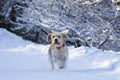 senior beagle dog running happily, with her smile, towards the camera. In snowy landscape in winter time in daylight