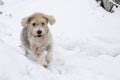 senior beagle dog running happily in the snow in the forest in winter, in daylight